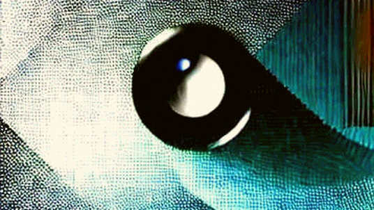 The Silence of the Bull: When Information Abundance Masks Structural Decay